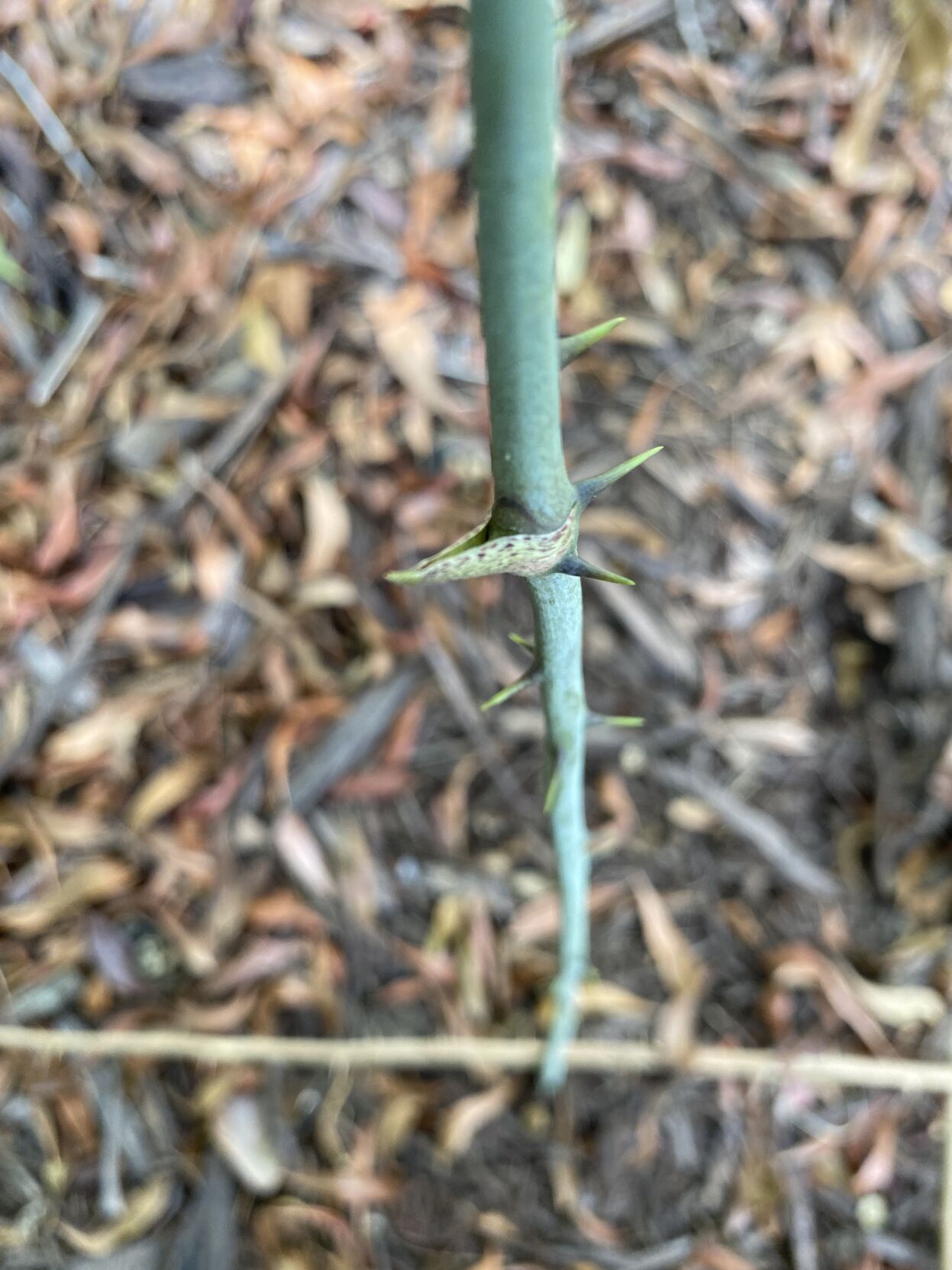 gardening smilax stem.JPG
